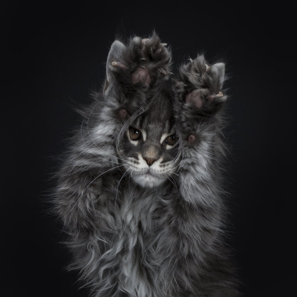 这只令人印象深刻的蓝色银色缅因猫的头部照片，小猫在镜头中看着棕色的眼睛，两只爪子在头顶上方的空中玩“偷看”游戏。孤立在黑色背景上。图片下载