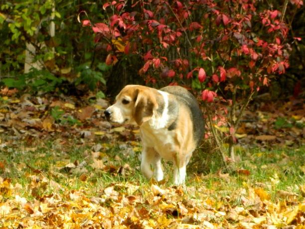 小猎犬号图片下载