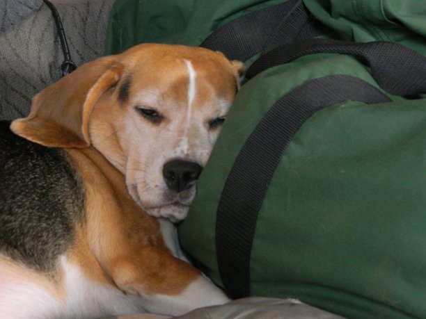 小猎犬号图片下载