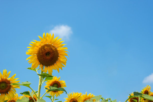 巨大的黄色向日葵盛开和蓝天图片下载