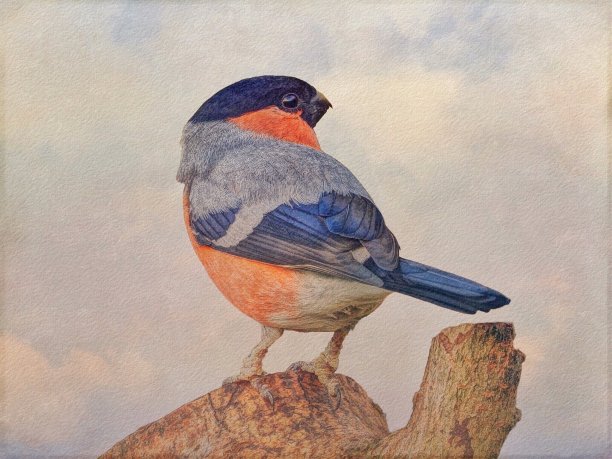 红腹灰雀图片下载