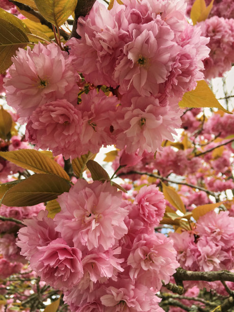 自然背景上的柔焦点色或樱花。图片下载