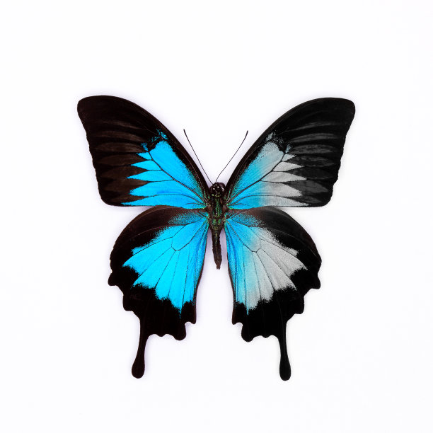 皇帝蓝色蝴蝶图片下载