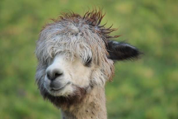 羊驼肖像滑稽的发型发型特写图片下载