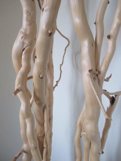 用于室内装饰的大的无叶常春藤树枝图片下载