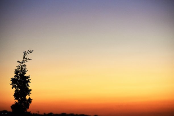 树顶和引人注目的天空图片下载