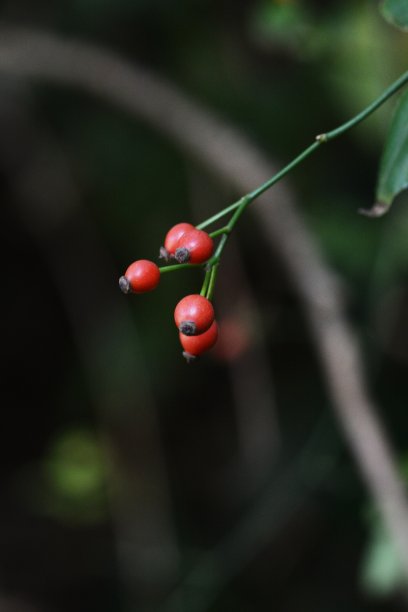 日本玫瑰水果图片下载