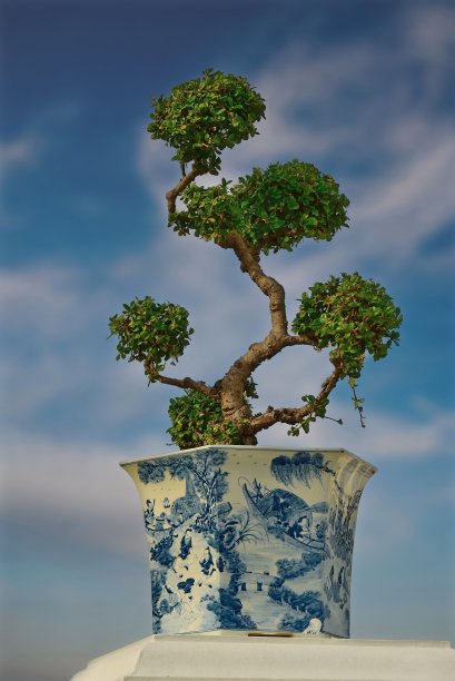 曼谷主要寺庙的奇异树木图片下载