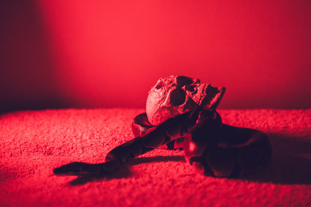 蛇和人的头骨图片下载