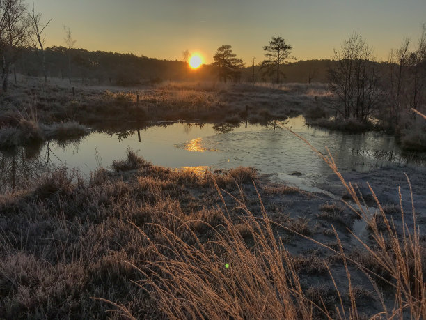 神秘的冬季湿地图片下载