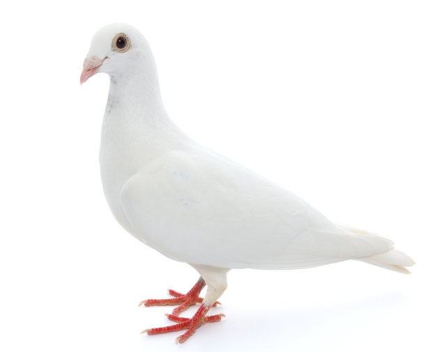 白色的鸽子图片下载