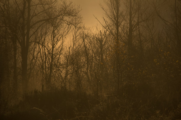 神秘的冬季湿地图片下载