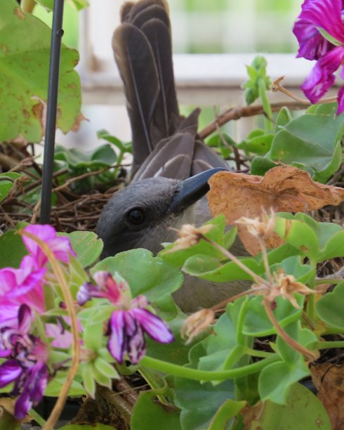 美丽的图片，鸟孵化你的蛋在盆栽花园植物图片下载