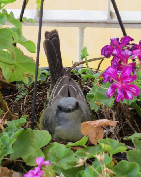 美丽的图片，鸟孵化你的蛋在盆栽花园植物图片下载