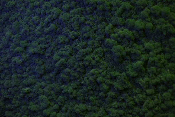 墙内天然苔藓质地图片下载