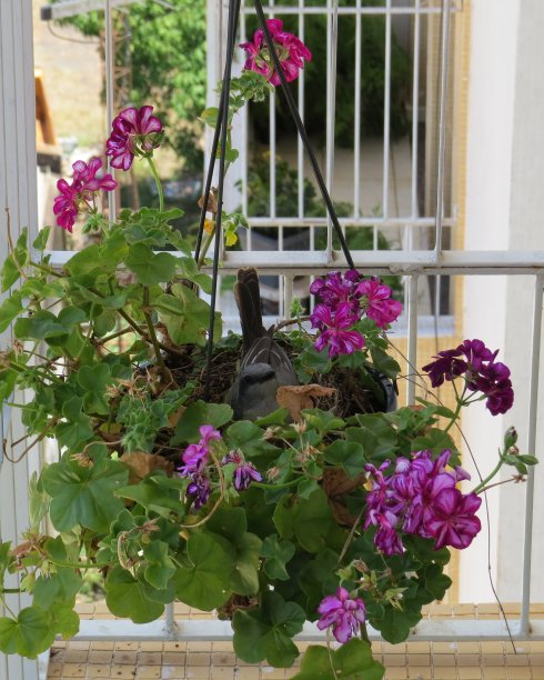 美丽的图片，鸟孵化你的蛋在盆栽花园植物图片下载