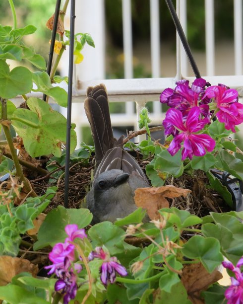 美丽的图片，鸟孵化你的蛋在盆栽花园植物图片下载