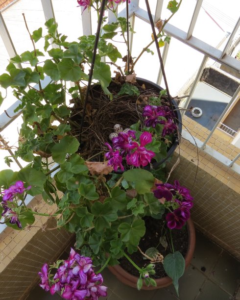 美丽的图片，鸟孵化你的蛋在盆栽花园植物图片下载