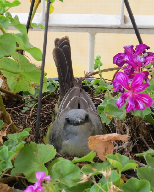 美丽的图片，鸟孵化你的蛋在盆栽花园植物图片下载