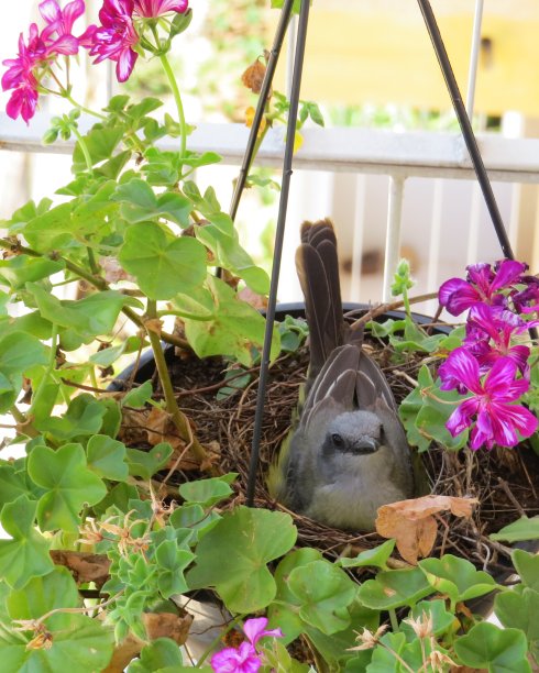 美丽的图片，鸟孵化你的蛋在盆栽花园植物图片下载