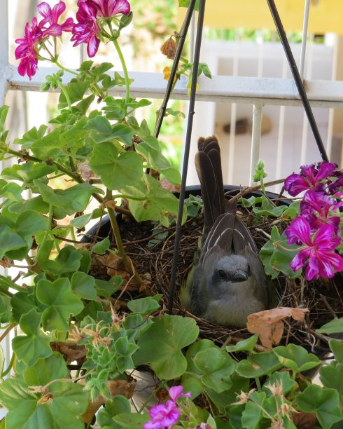 美丽的图片，鸟孵化你的蛋在盆栽花园植物图片下载
