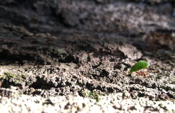 蚂蚁工作图片下载