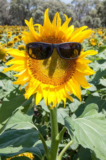 向日葵在阳光下很安全图片下载