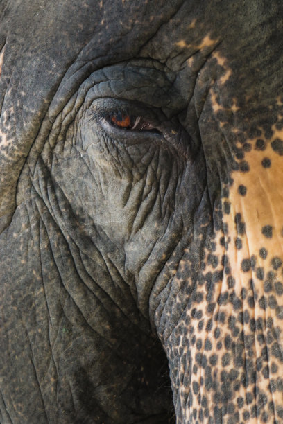 大象的脸和眼睛图片下载