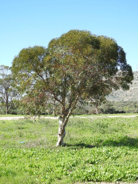 尤加利树图片下载