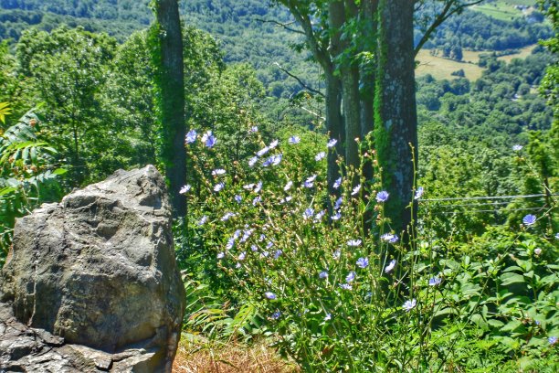 玫瑰和岩石对象与山和树的背景，阿夫顿，弗吉尼亚州图片下载