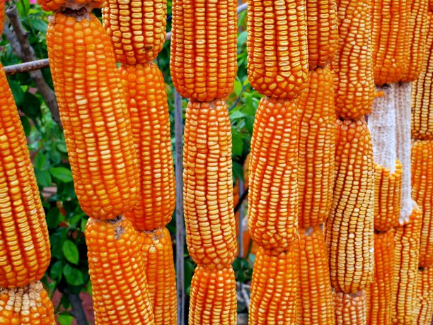 玉米墙图片下载