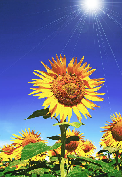 向日葵在明亮的阳光下在田野里绽放。图片下载