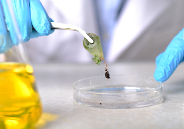 植物科学家手上戴着塑料手套来分析植物的根状茎图片下载