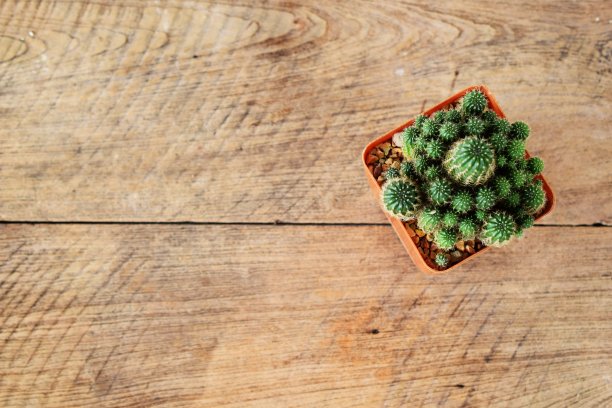 俯视图仙人掌多汁的花盆在木制的背景图片下载
