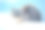 可爱的暹罗猫在冬天的深雪户外散步图片下载