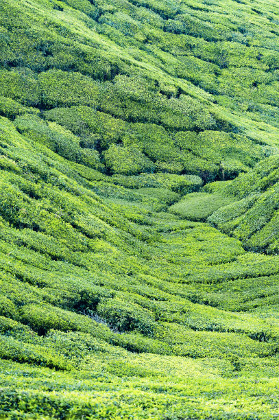 印度大吉岭的山坡上有大片美丽的梯田绿茶种植园。图片下载