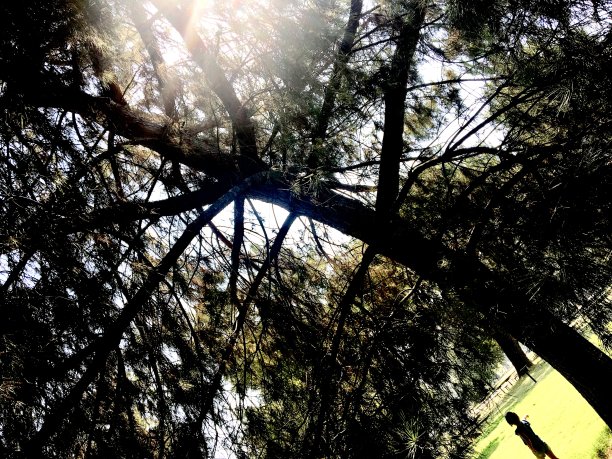 阴暗的松树图片下载