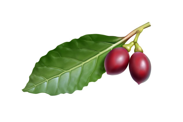 月桂果叶图片下载