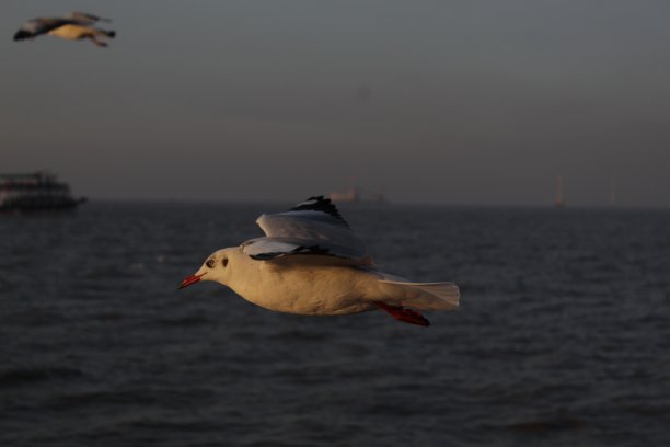 海鸥在孟买图片下载