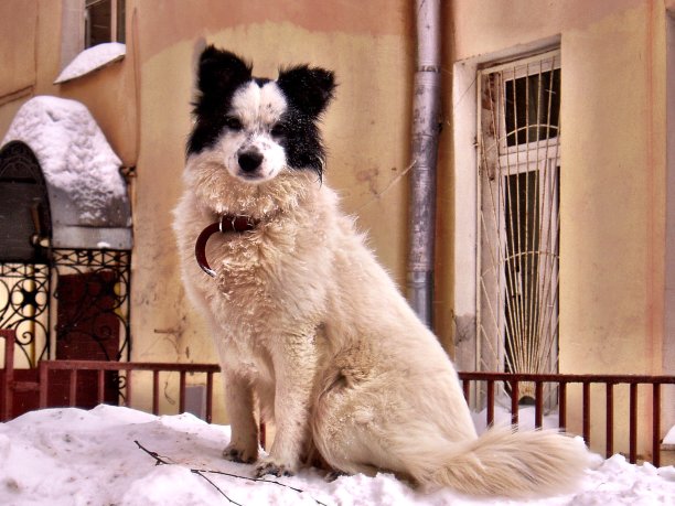 狗在雪堆俄罗斯莫斯科图片下载