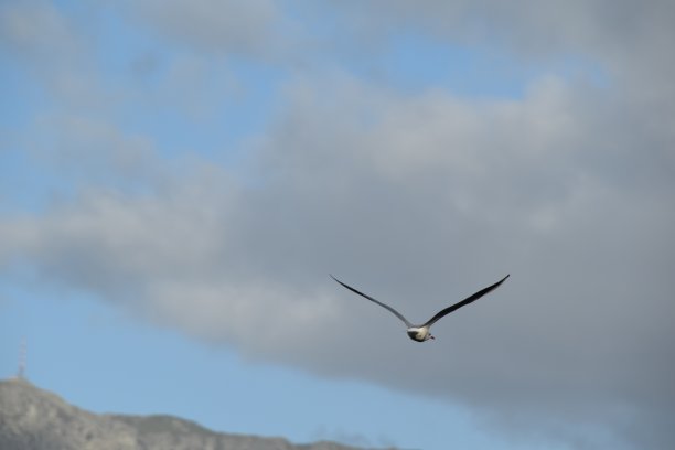 鸟在天空图片下载