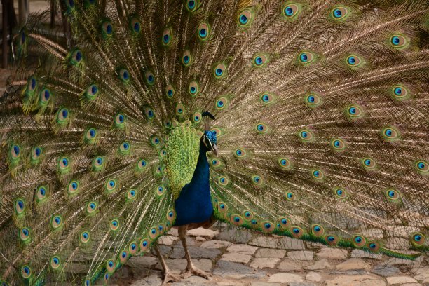 Peacook颜色图片下载