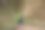 Peacook颜色图片下载