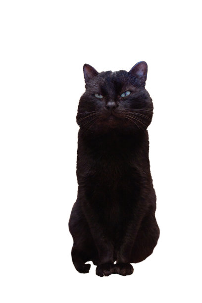黑色的老猫坐在白色孤立的背景图片下载