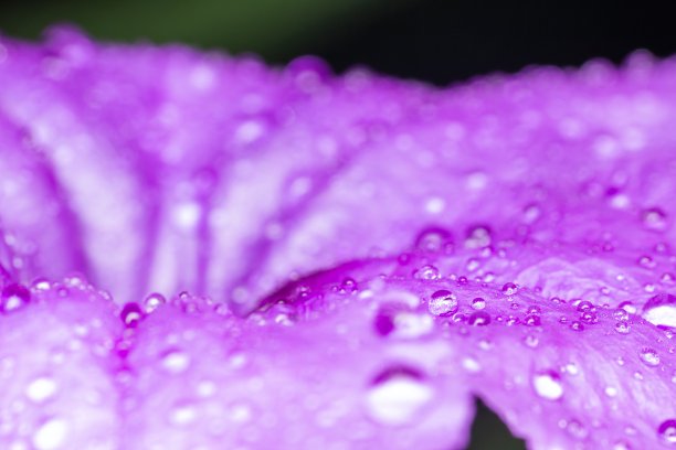 鲜嫩的许多水滴在紫色的花上，黑色的背景图片下载