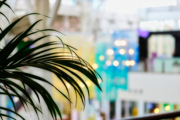 购物中心的棕榈图片下载