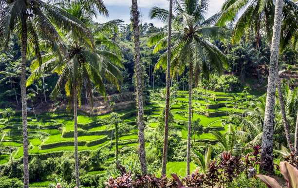 水稻梯田,巴厘岛图片下载