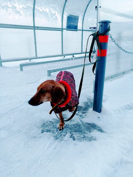 狗在冬天图片下载
