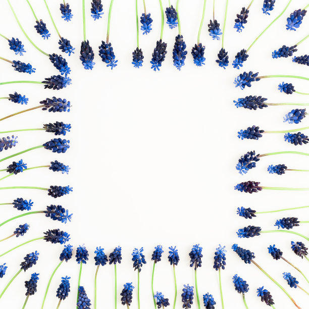 春天的组成与蓝色的花在白色的背景。平躺，俯视图。图片下载