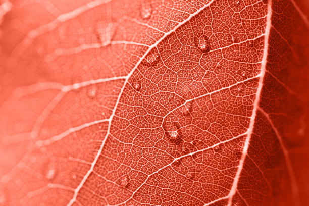 微距照片彩色的活珊瑚色调叶与水滴。图片下载